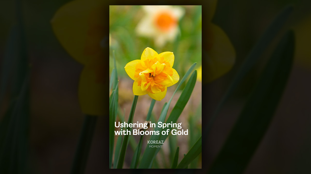 Ushering in Spring with Blooms of Gold (KOREAZ MOMENT)